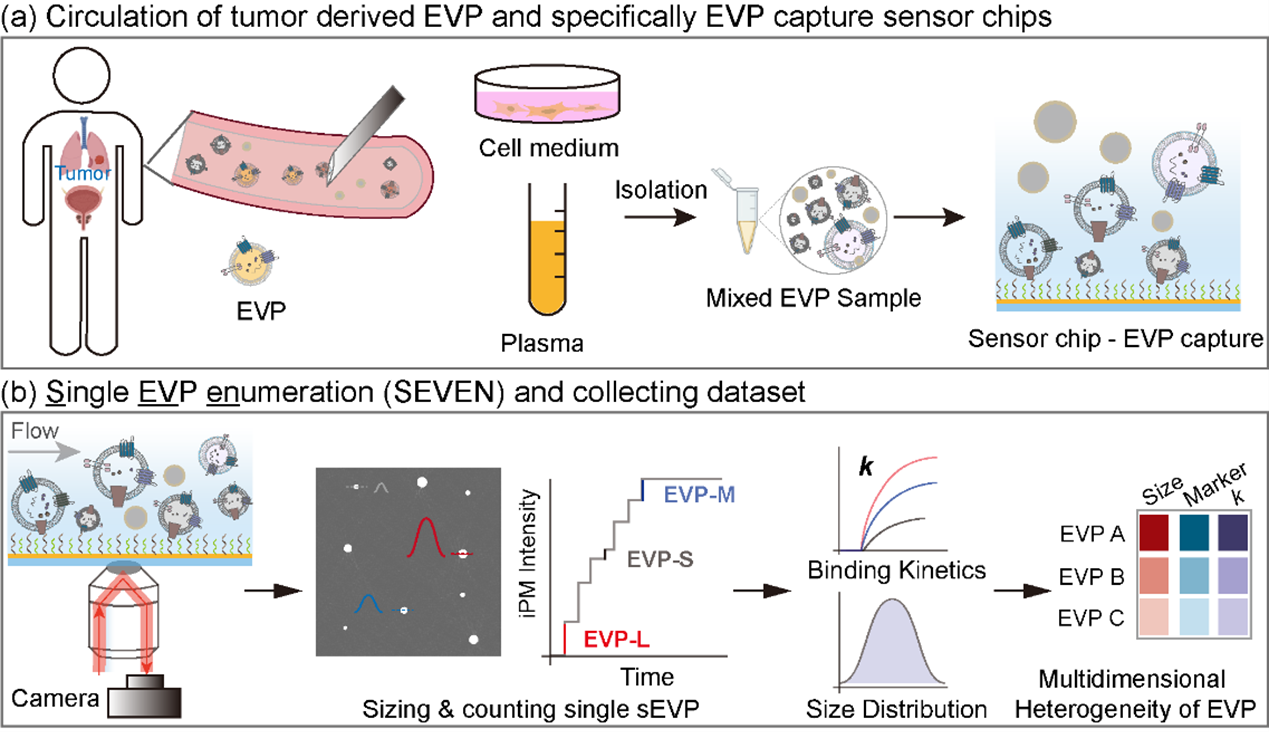 图4 原创的外泌体单颗粒成像分析技术、粒径相关的外泌体亚群表征分析技术.png 图4 原创的外泌体单颗粒成像分析技术、粒径相关的外泌体亚群表征分析技术.png